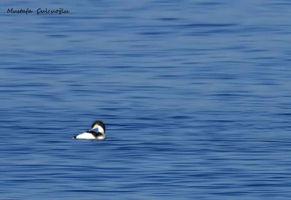 Arctic Loon